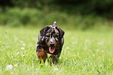 BEAUCERON - PUPPIES 306